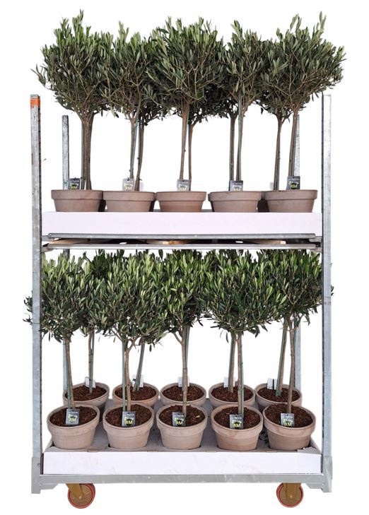 Olea op stam in Amalia taube, D 25