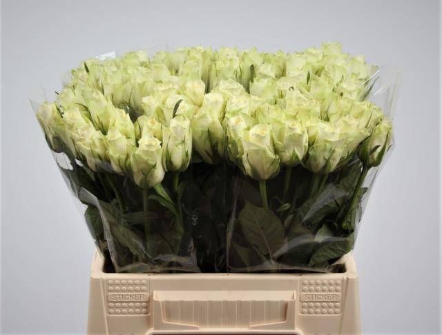 Роза од. Атена 40, шт.