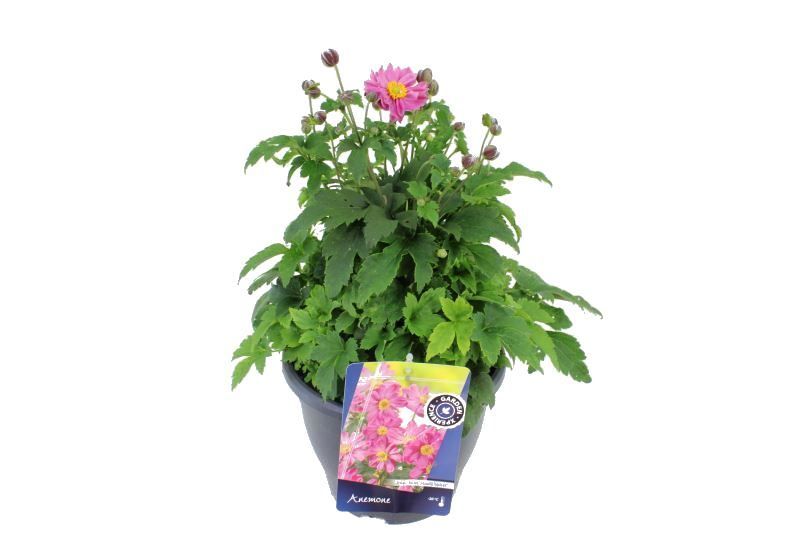 Anemone hup. Pretty Lady Emily, D 23