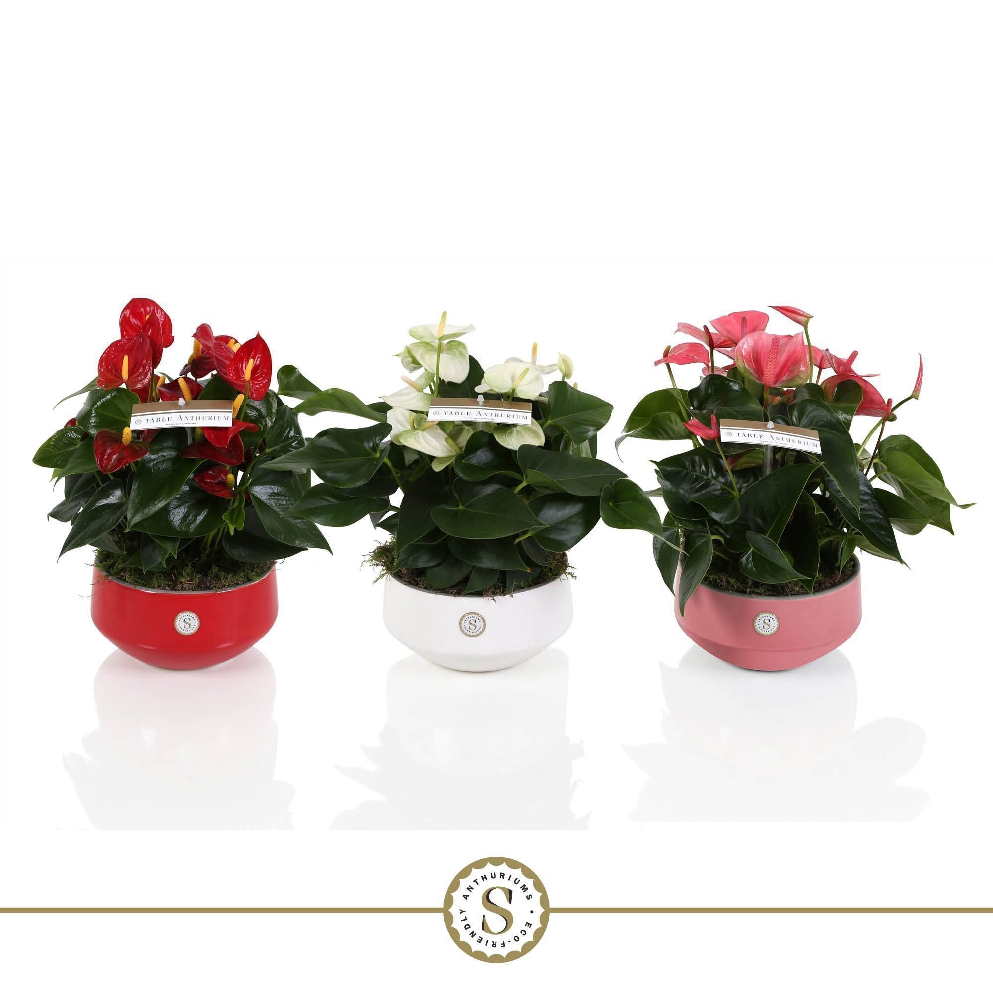 Table Anthurium Schaal Mix in Lucca keramiek, D 17