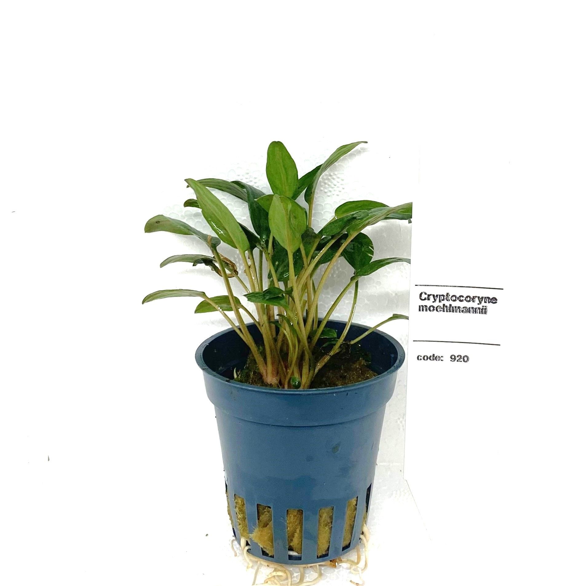 Cryptocoryne mollmani, D 5