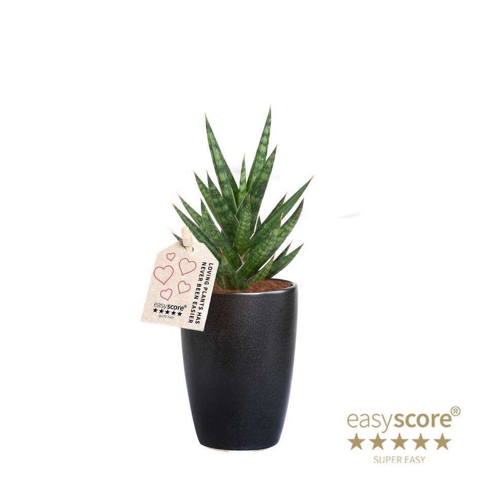 SANSEVIERIA TRIFASCIATA 40632811 Classic Black Francis, D 7 cm SANSEVIERIA TRIFASCIATA 40632811 Classic Black Francis, D 7 cm