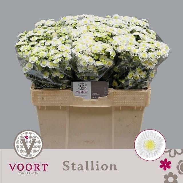 Хризантема куст. Сталлион 55, шт.