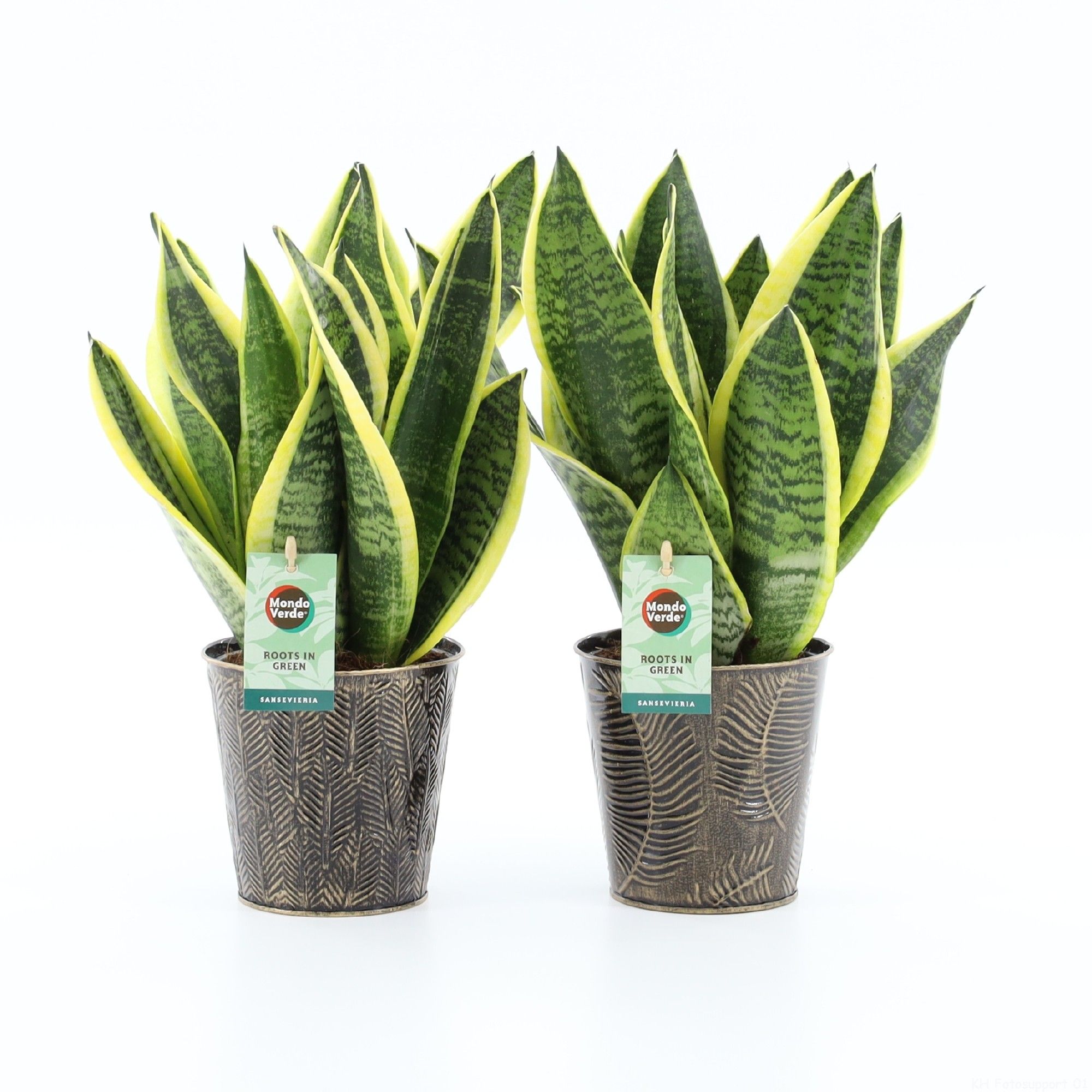 Sansevieria 'Futura Superba' in Iron-Leaf, D 13