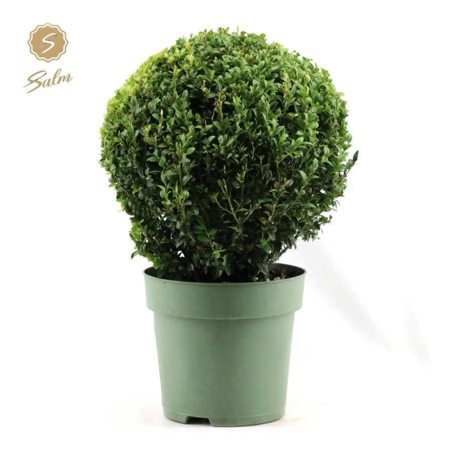Buxus semp. Ball Ø32cm P24, D 24