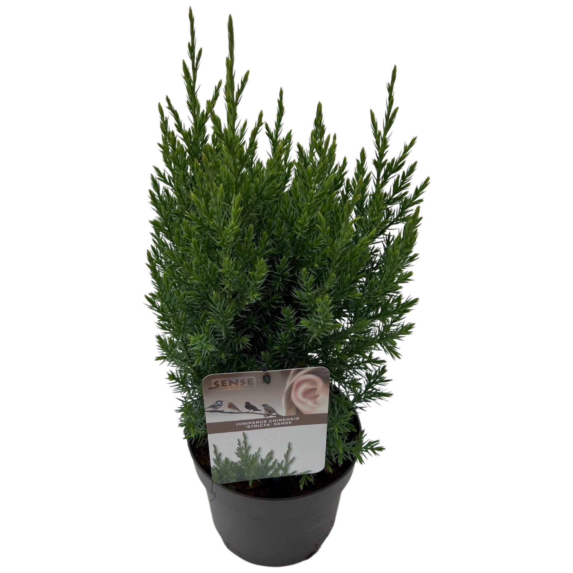 Juniperus chin 'Stricta' sense, D 17