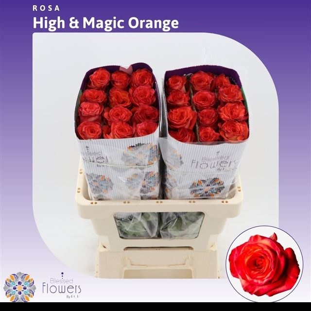 Роза од. Хай Энд Мэджик Оранж 60, шт.