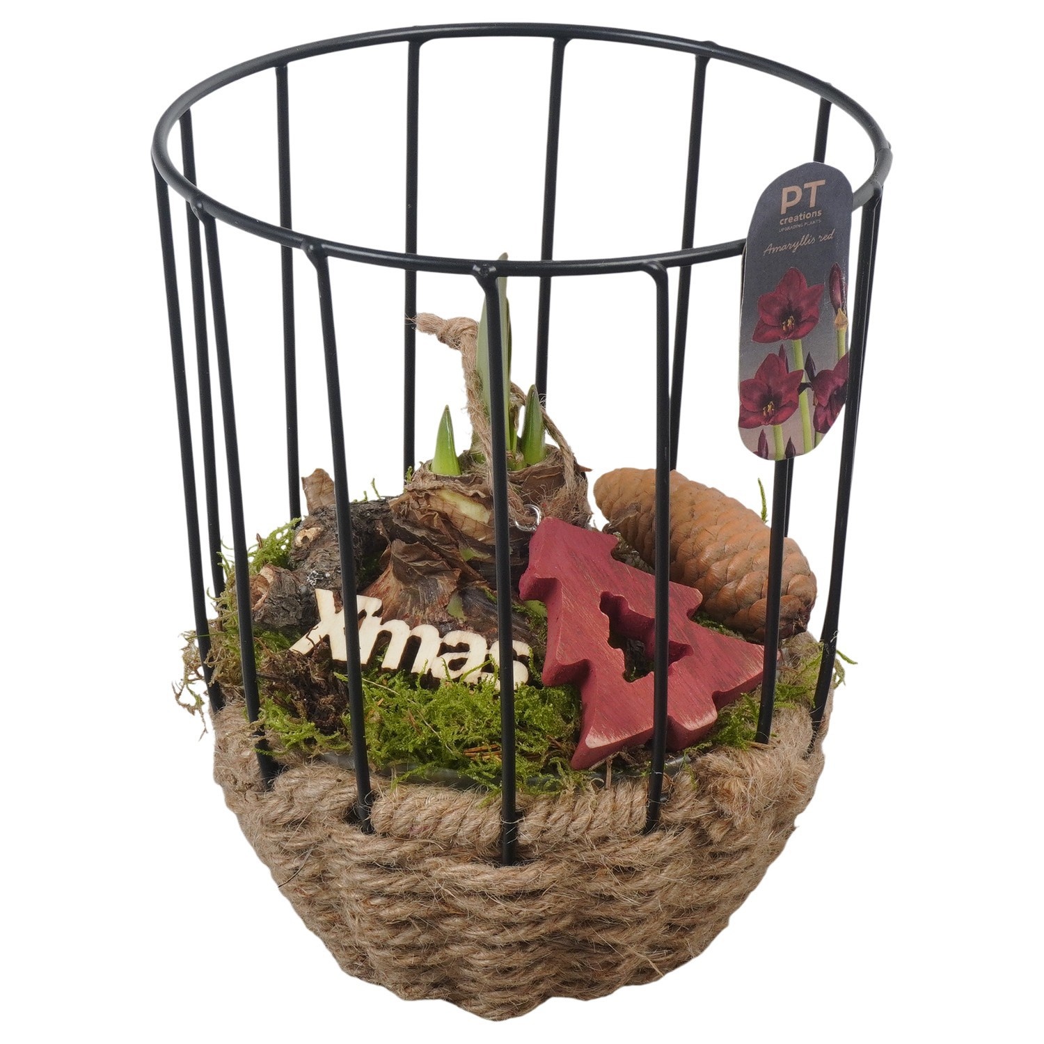 PTACH2552 Arrangement Amaryllis Christmas in touw pot met metaal, D 16