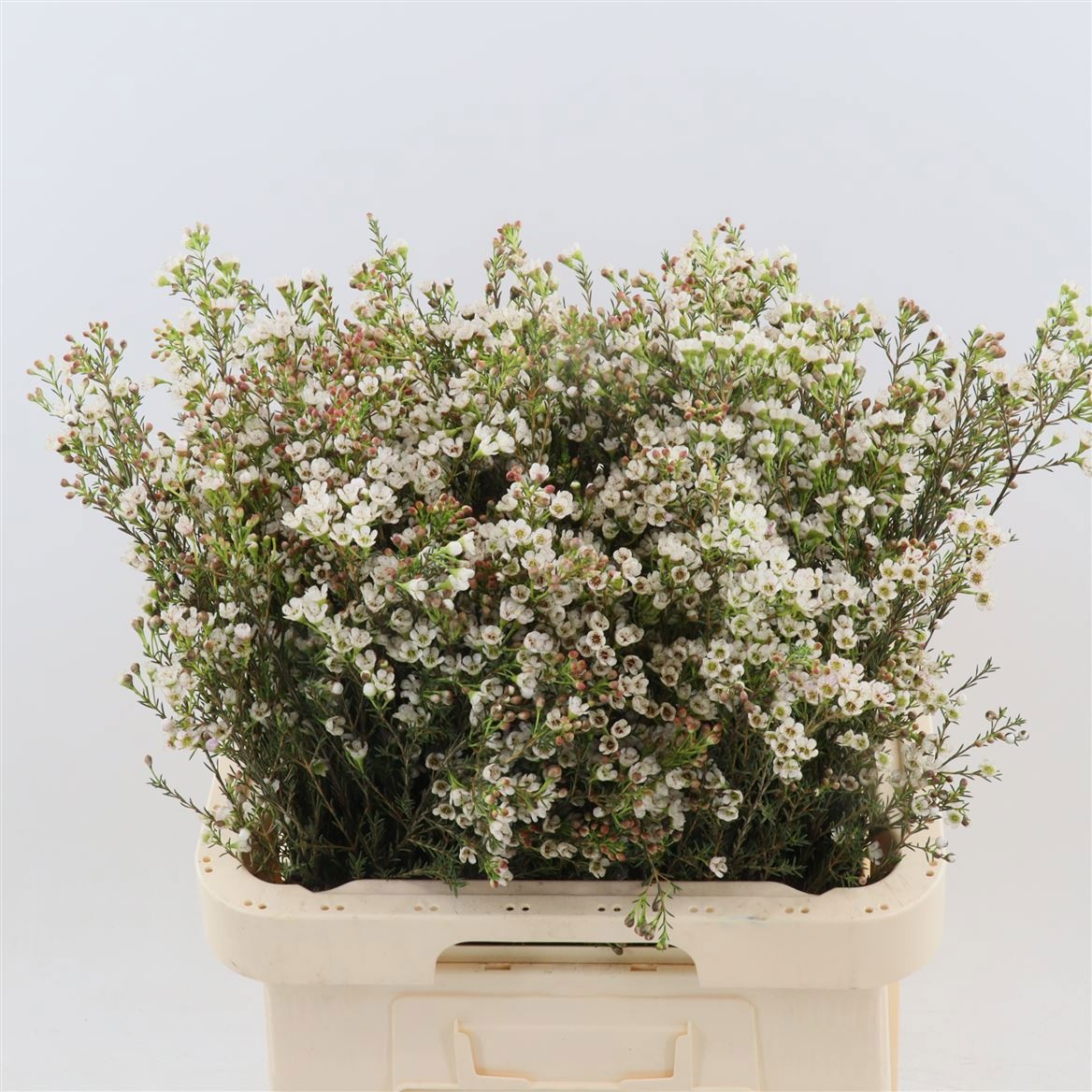 Шамелациум Майя 70, шт.