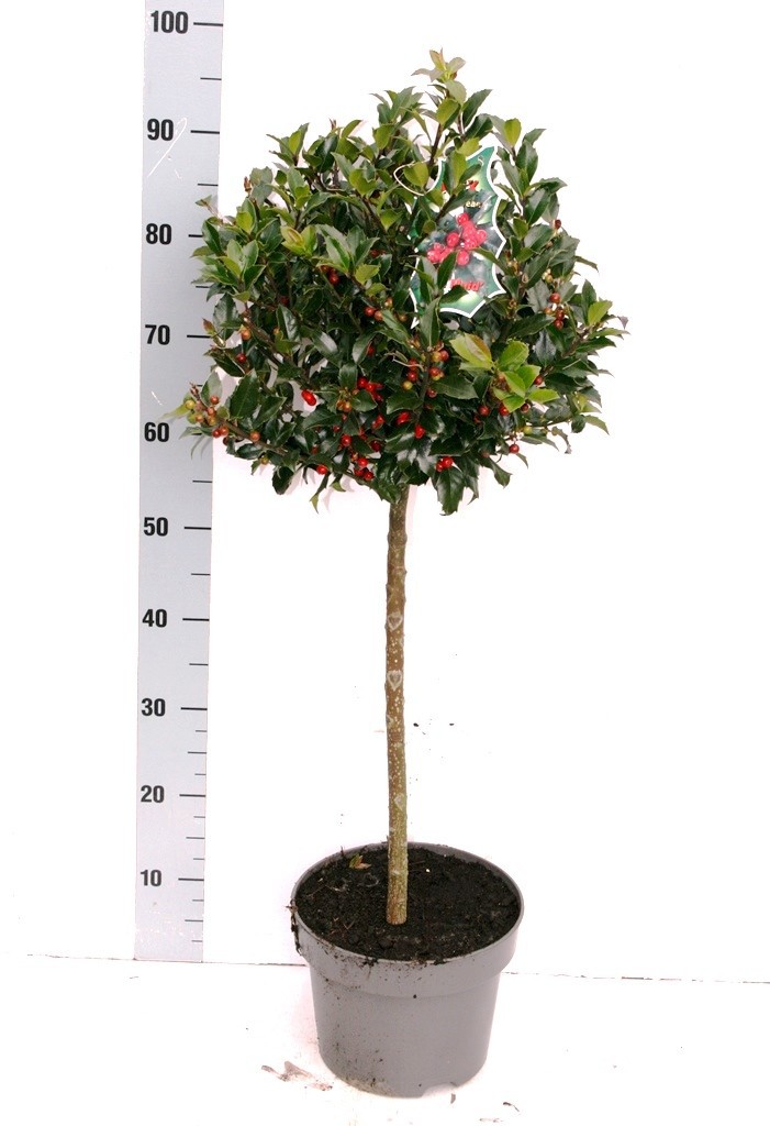 Ilex mes. 'Blue Maid' BES, D 23 cm