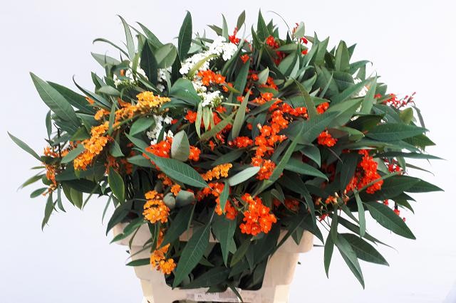 Эуфорбия куст. Микс 60, шт.