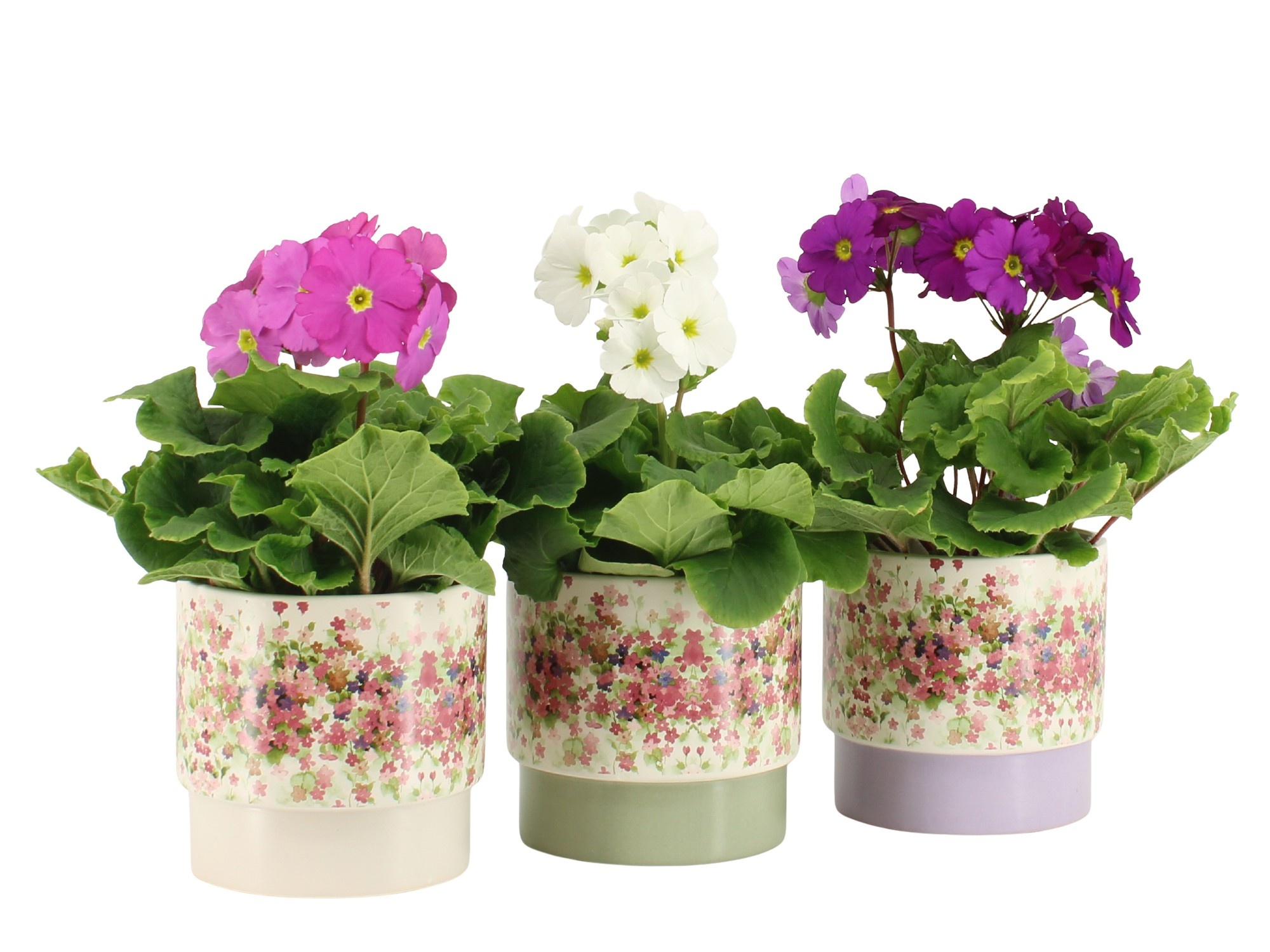 7501440: Solutionss Consideration, D 12