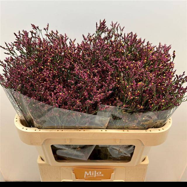 Лимониум Чайна Пэшн 70, шт.