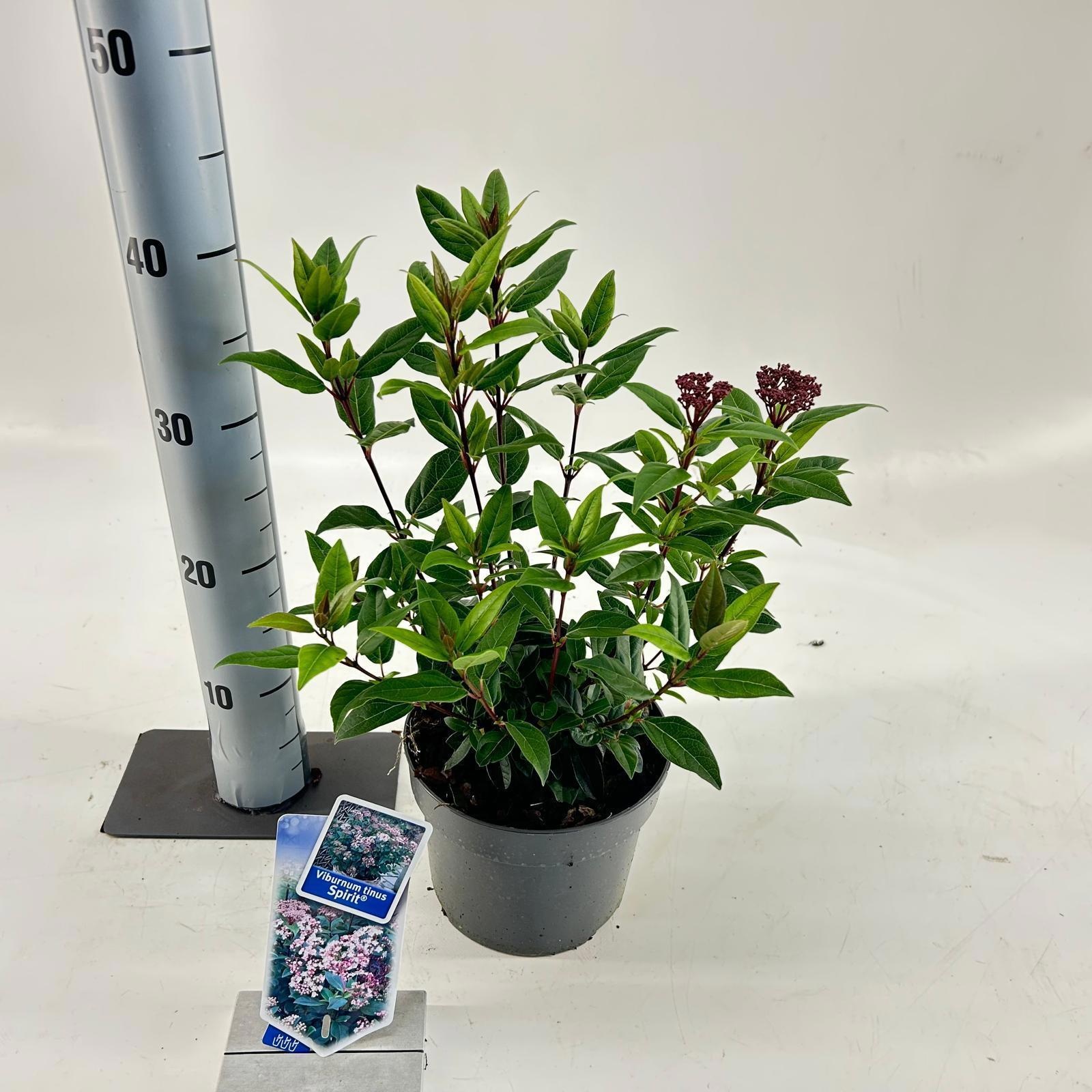 Viburnum tinus Spirit ('Anvi'PBR), D 17
