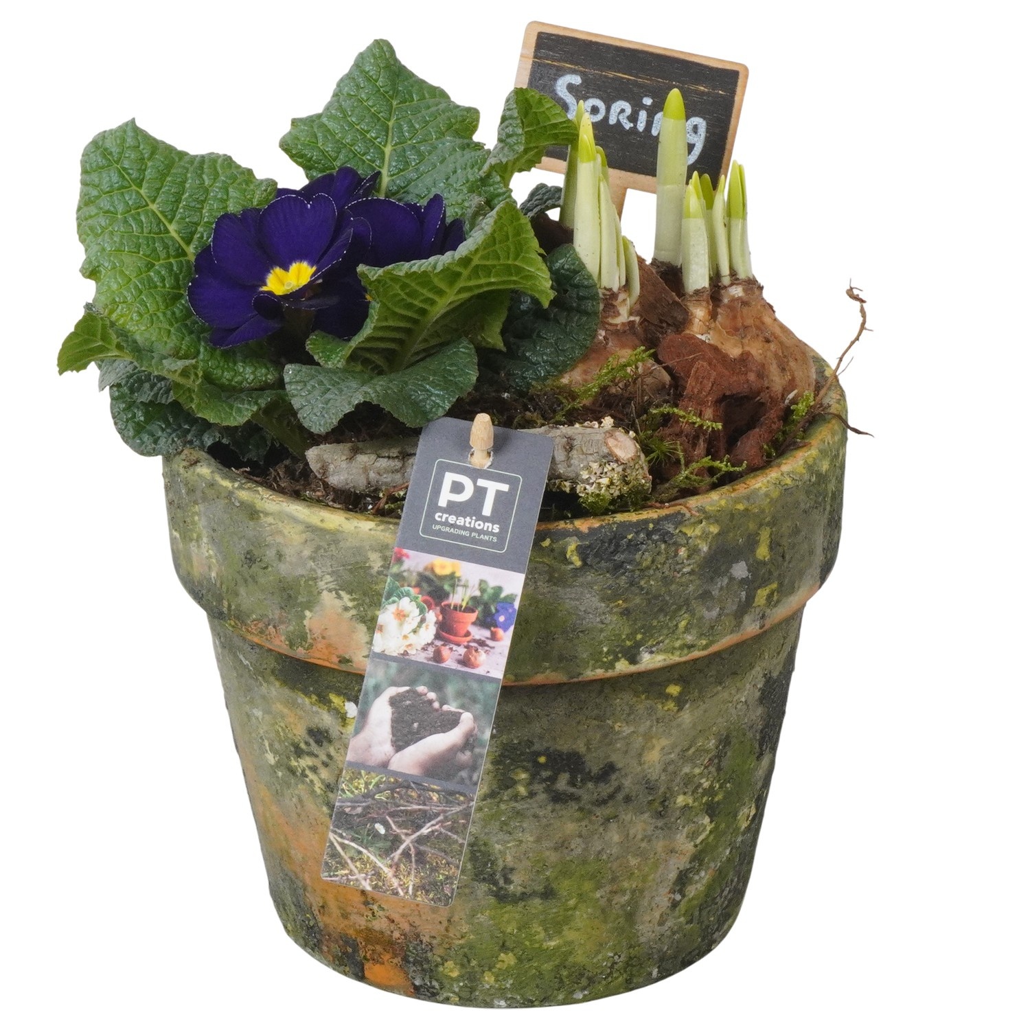 PTBM3870 Arrangement Flower Bulbs Mix in terracotta pot, D 17