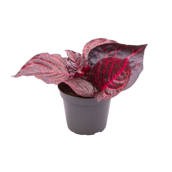Iresine Herbstii Bloodleaf, D 6 cm Iresine Herbstii Bloodleaf, D 6 cm