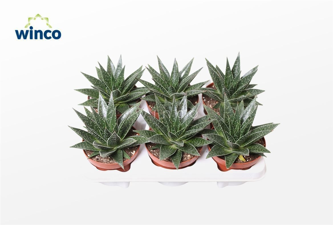 Gasteria Flow, D 13