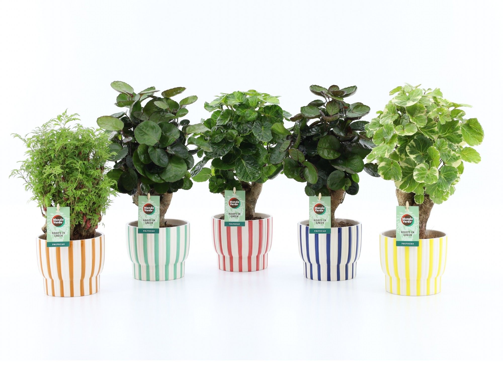 Polyscias Mix 12cm in Pastel Stripe, D 13