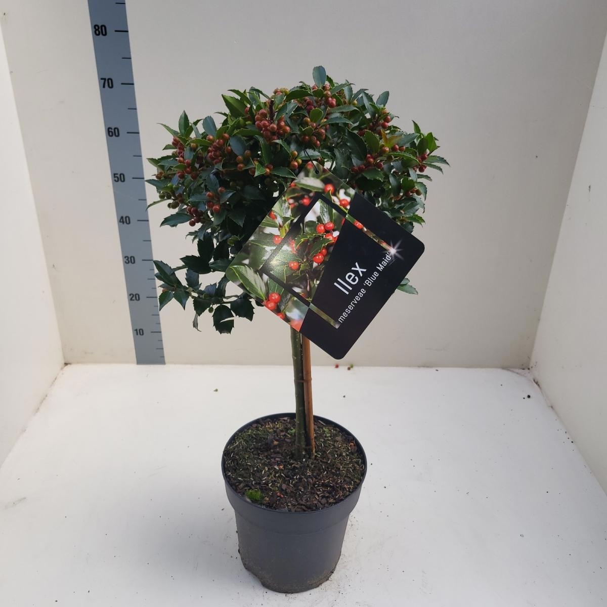 Ilex meserv. Blue Maid, kroon, D 24 cm