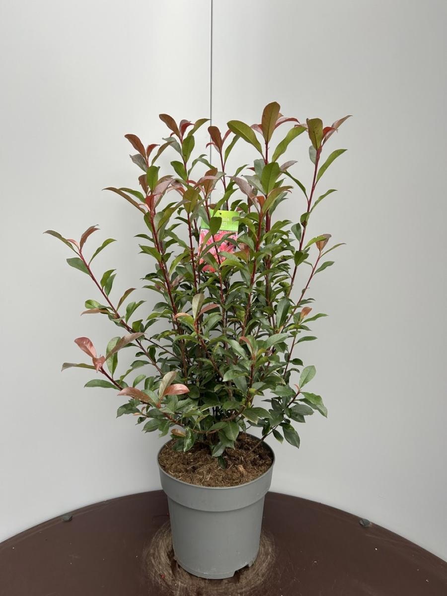 Photinia fraseri Carré Rouge, D 29 cm
