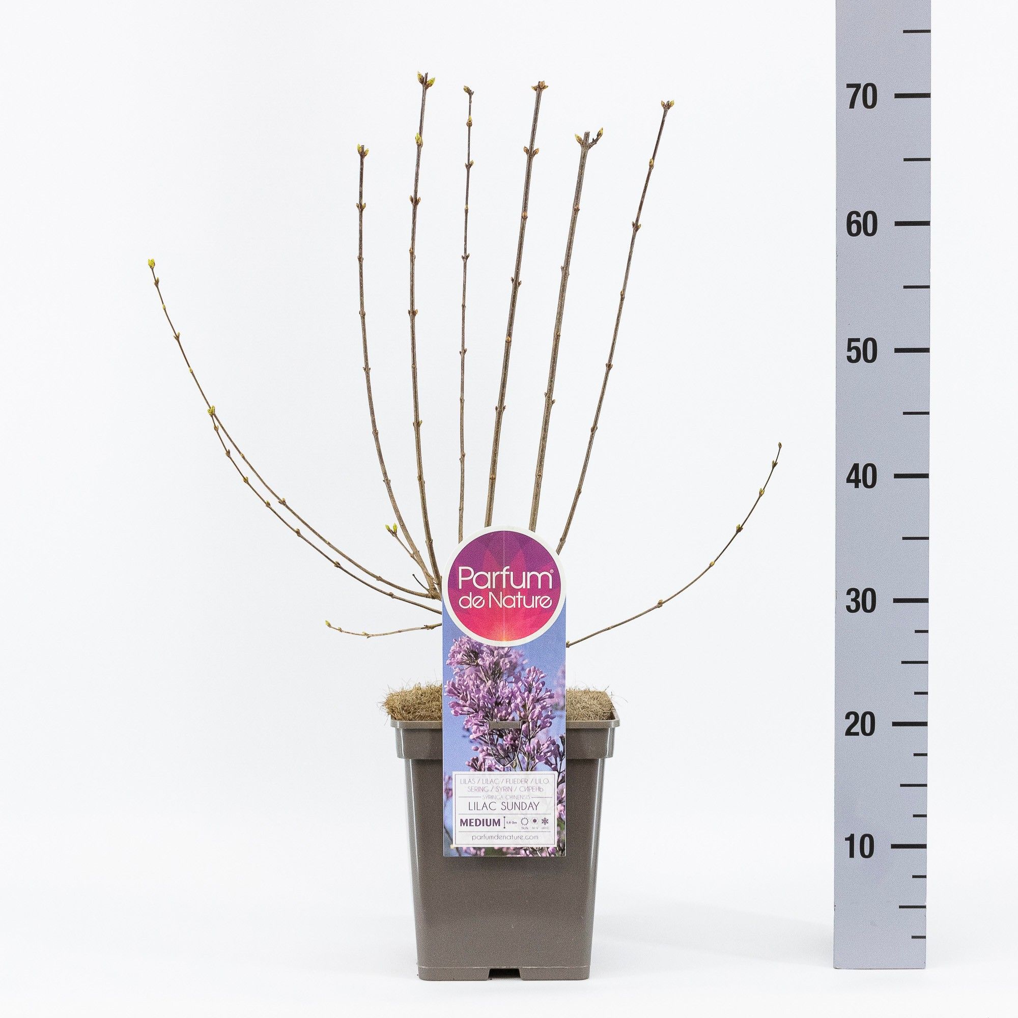 Syringa chin. Lilac Sunday, C5, D 23 cm Syringa chin. Lilac Sunday, C5, D 23 cm