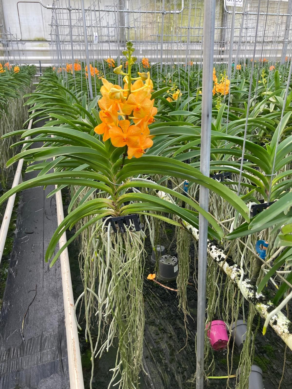 Vanda Princess Orange Medium, D 13 cm