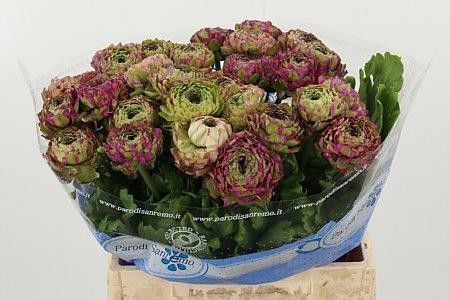 Ранункулус Пон Пон Мальва 40 (зелено-роз.), шт.