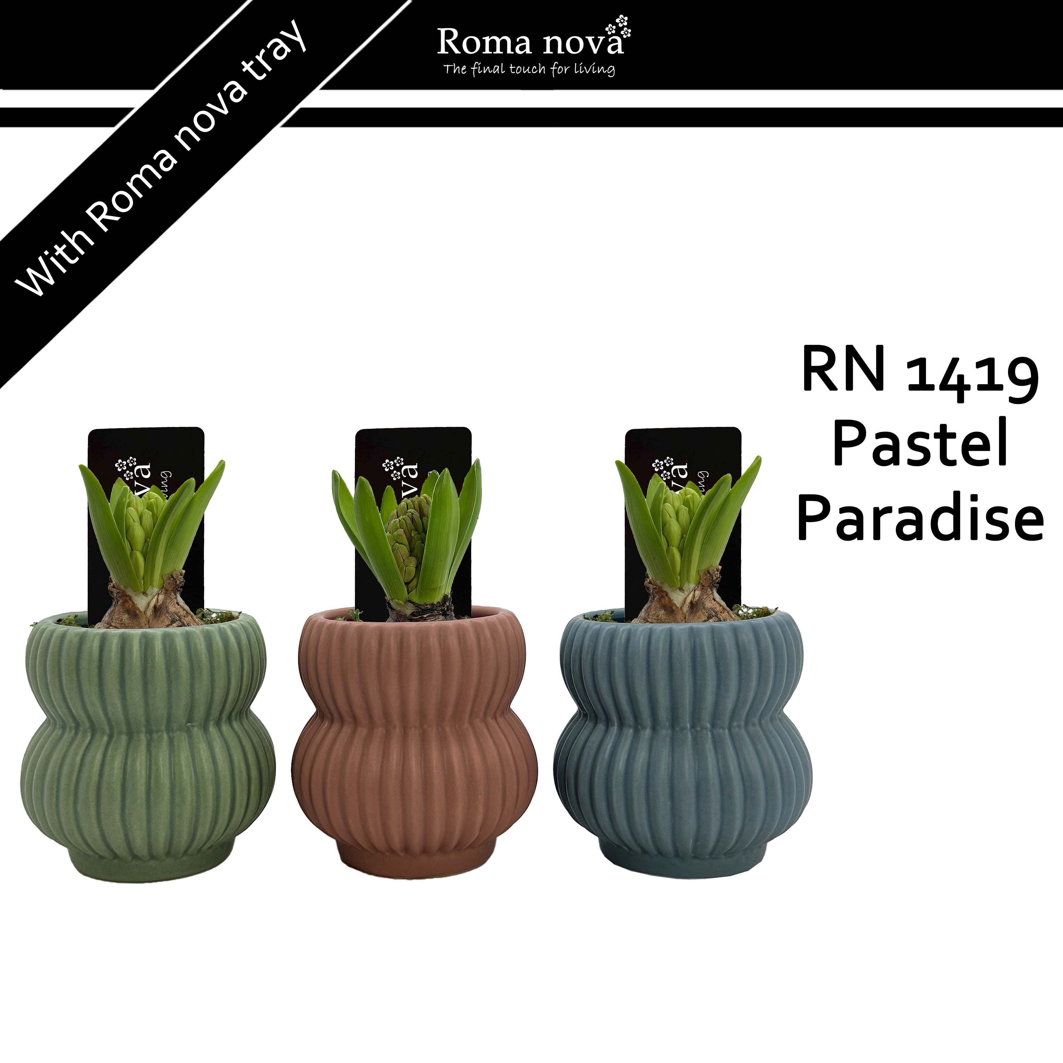 1419 - Pastel Paradise (Hyacint 6cm), D 8 cm