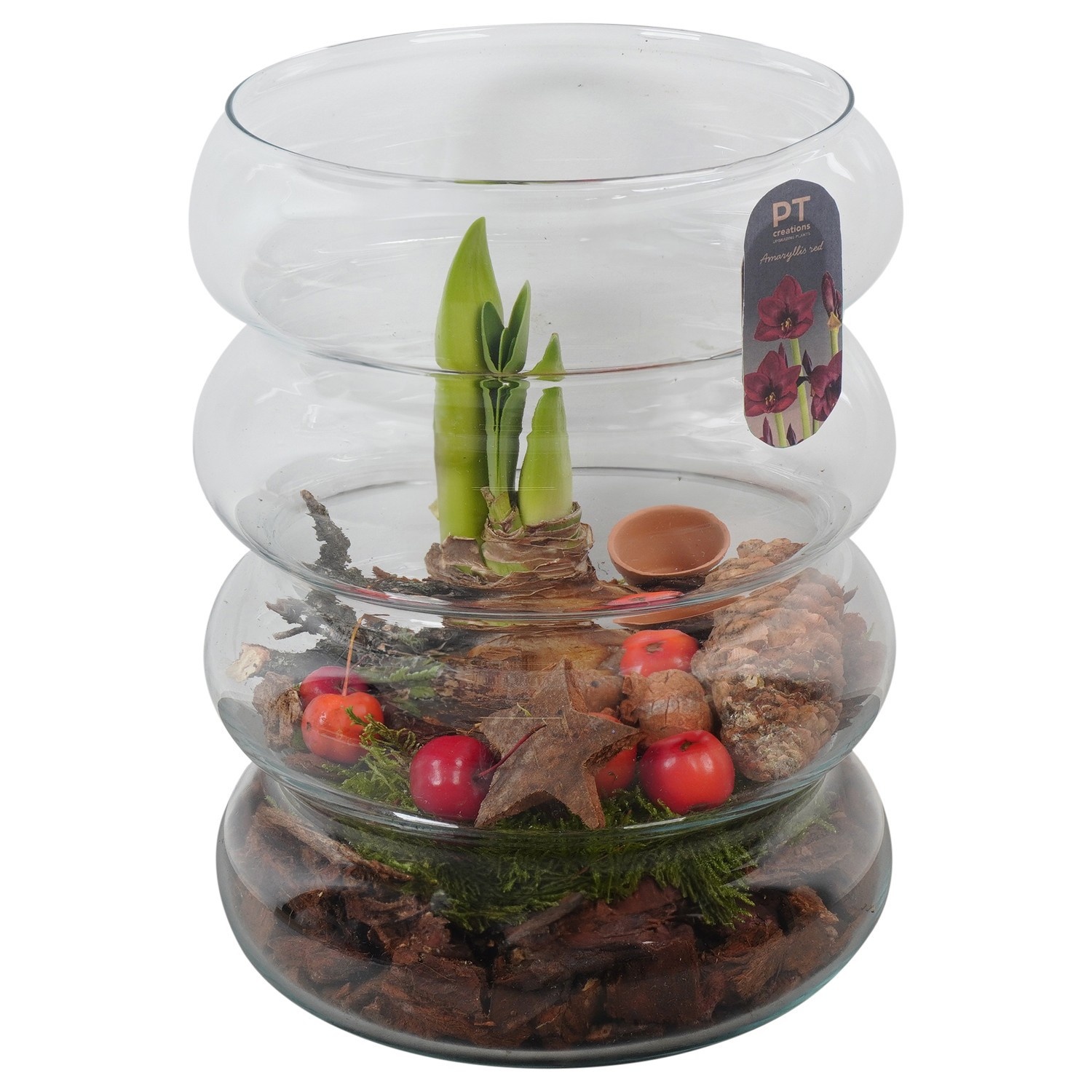 PTACH2428 Arrangement Amaryllis Christmas in glazen vaas, D 18