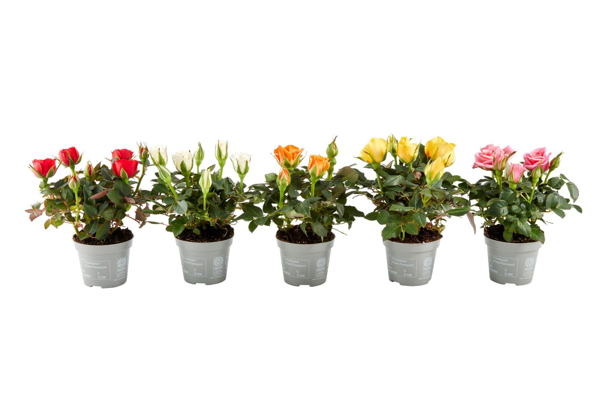 ROSA-HYBRID KUVERT 'Mix', D 6