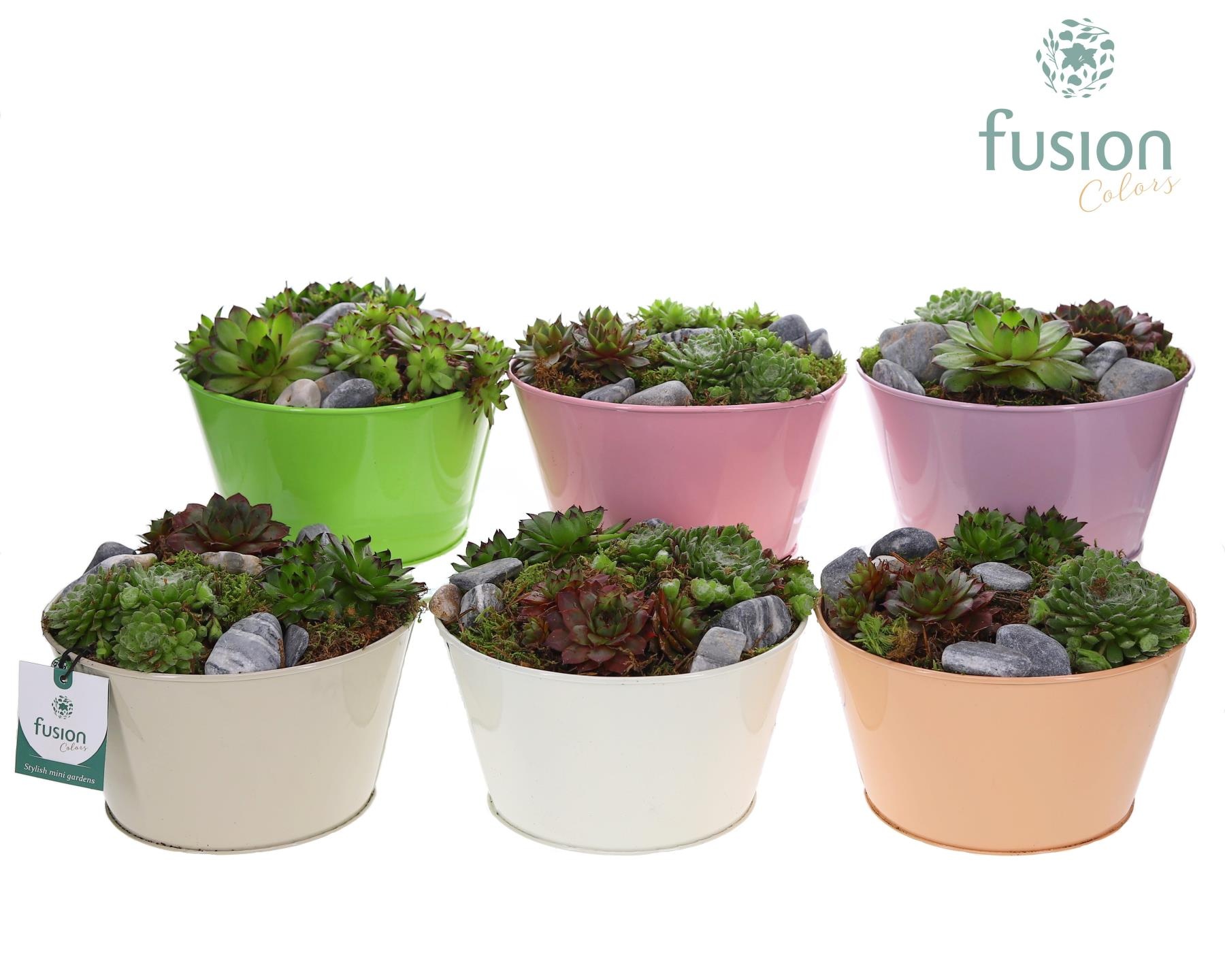 Schaal zink div. kleuren met Sempervivum, D 18