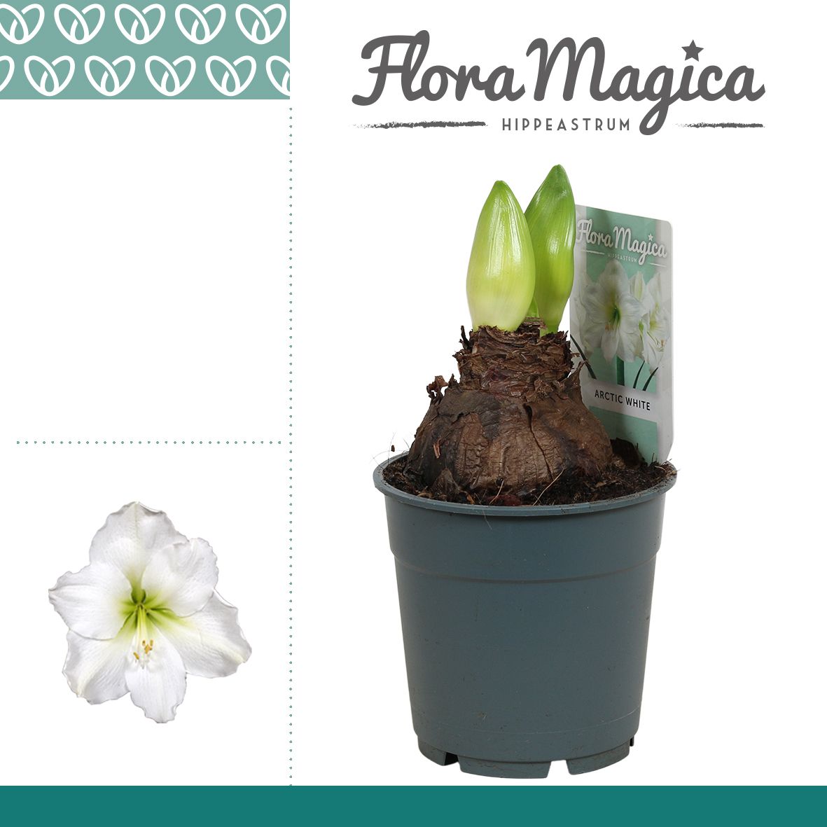 Amaryllis Arctic White 2 knop Extra OP, D 12