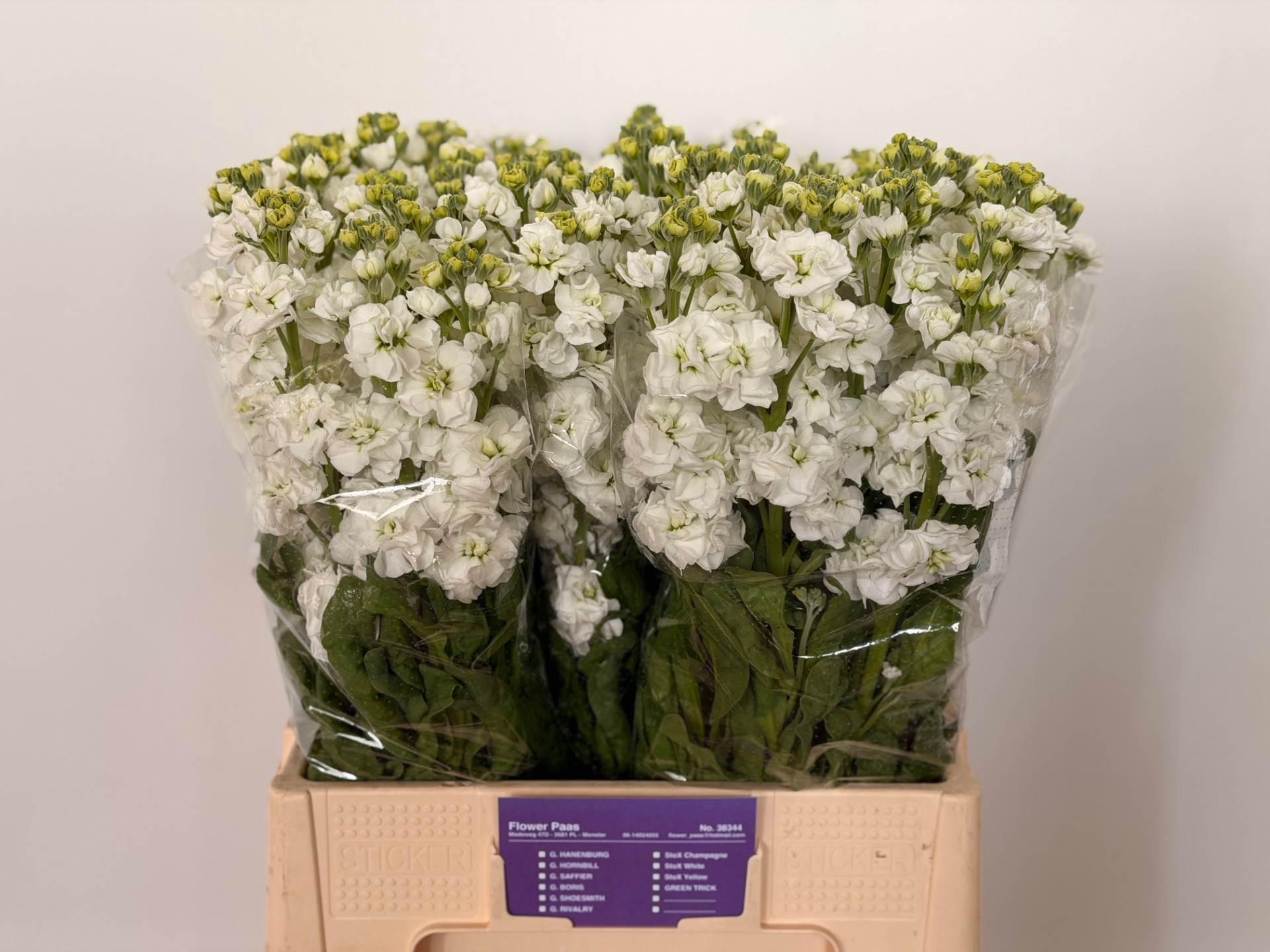 Маттиола од. Стокс Вайт 65, шт.