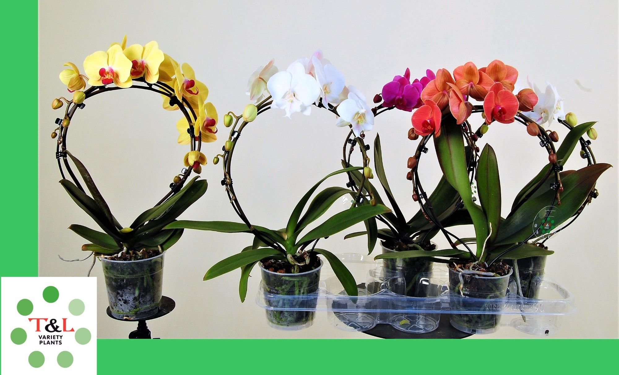 SpiegelBoog Mix, D 12 cm