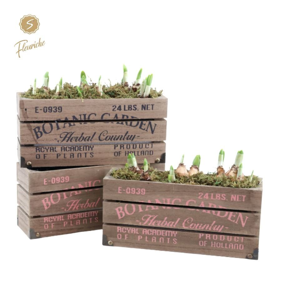 (3907) Narcissus Botanic Garden 3PP Mos, D 29 cm