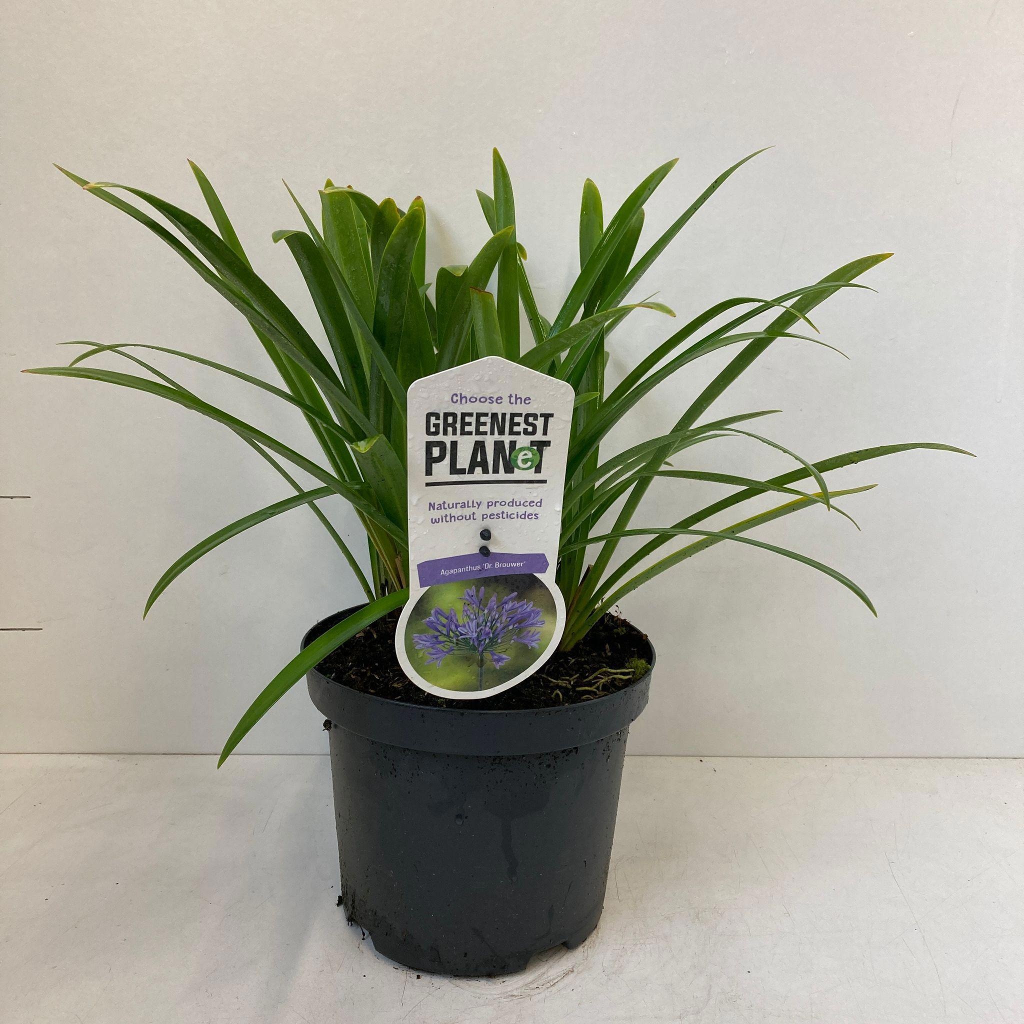 Agapanthus 'Dr Brouwer', D 19 cm Agapanthus 'Dr Brouwer', D 19 cm