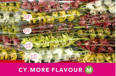 Цимбидиум мини Микс x15 50, шт.