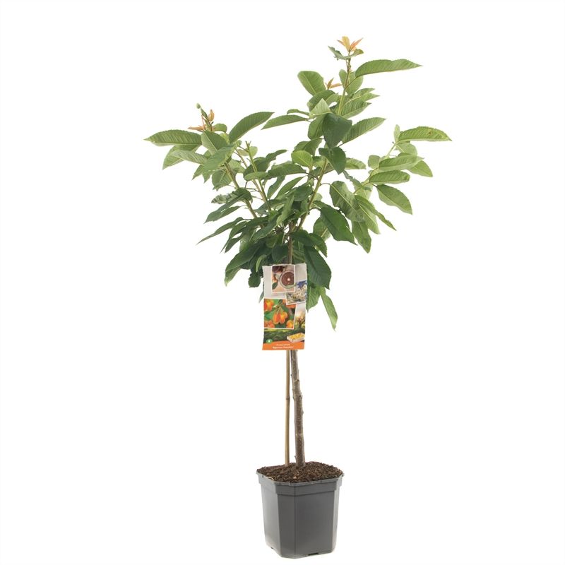 Prunus avium Big. Napol�on laagstam Geel-rode kers, D 24