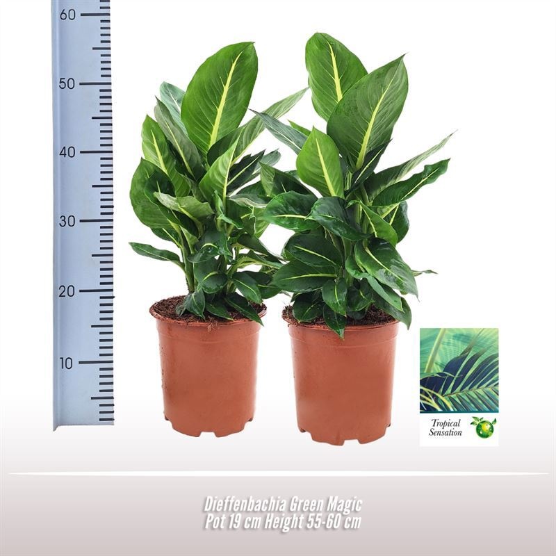 Dieffenbachia Green Magic, D 19