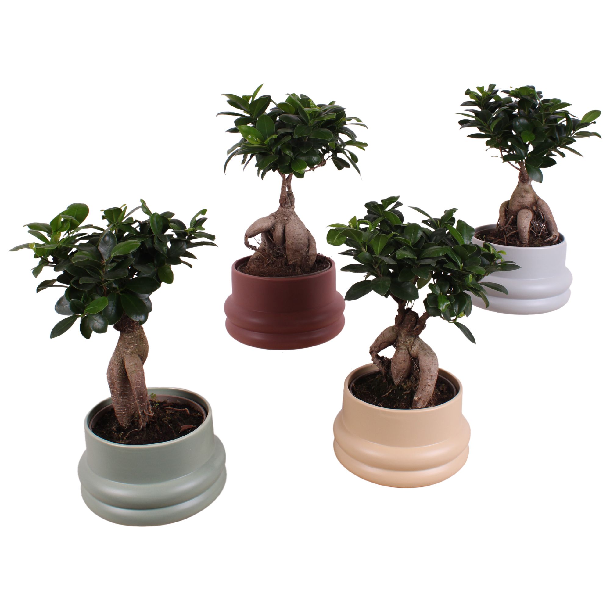Ficus m. Ginseng Ball Shape Ø15cm in Ø19cm Ceramic CC460, D 19