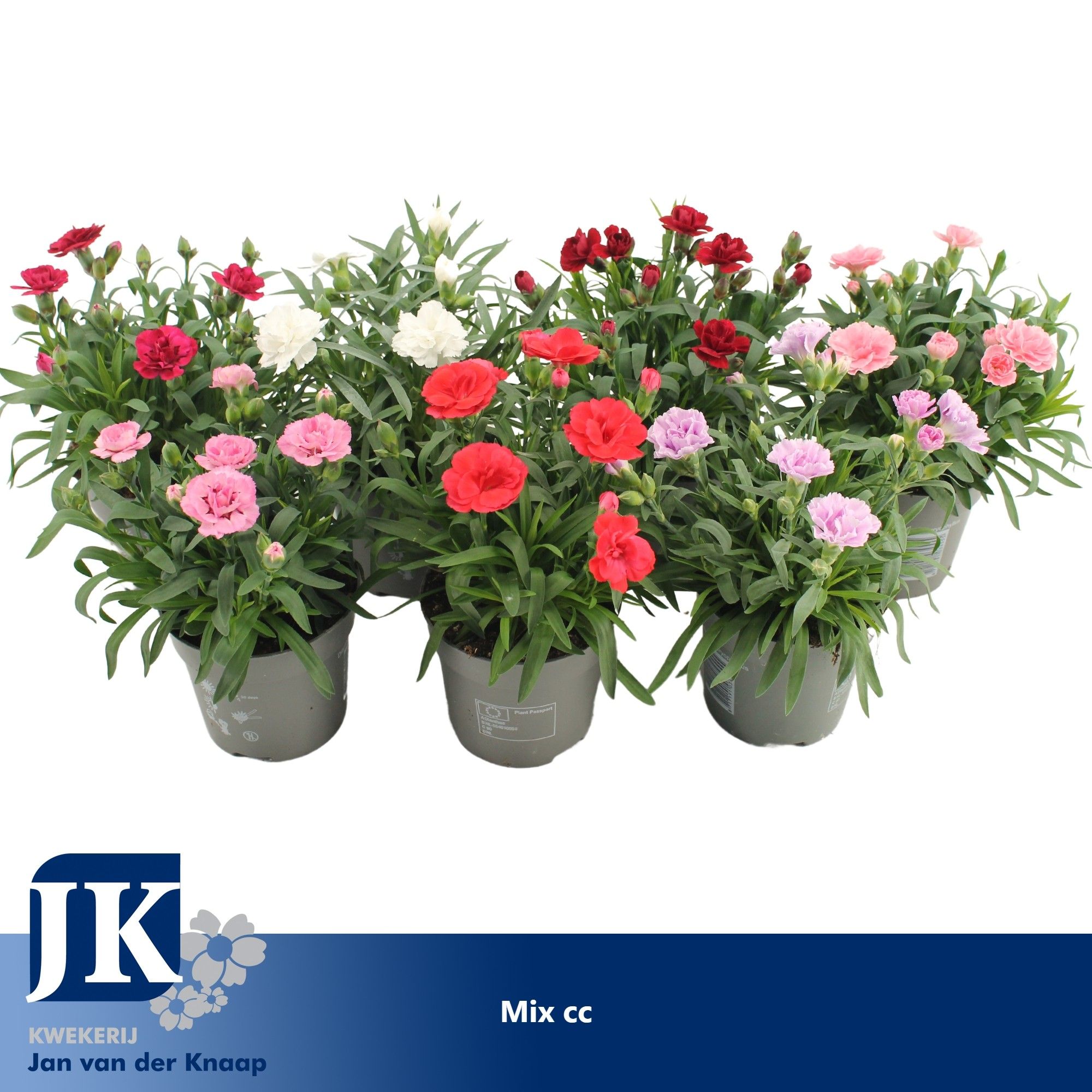 Dianthus Mix kar, D 10,5