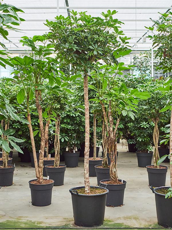 Schefflera arboricola 'Compacta', D 45