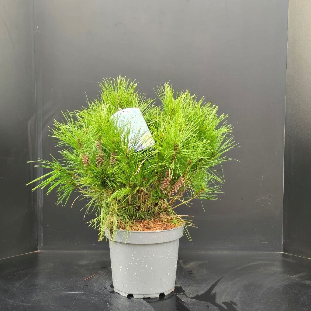 Pinus densiflora 'Umbraculifera', D 26 cm