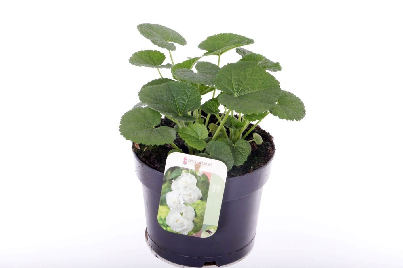 Alcea rosea Chart. Double White, D 17