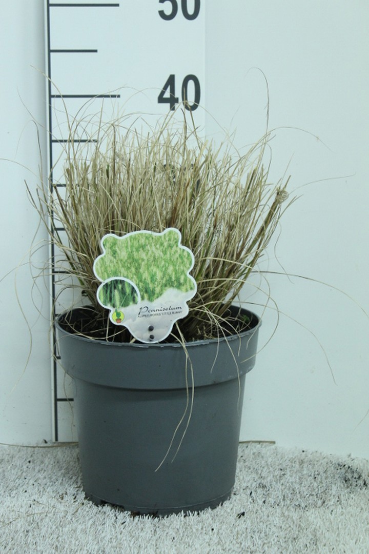 Pennisetum alop. 'Little Bunny' P23, D 23