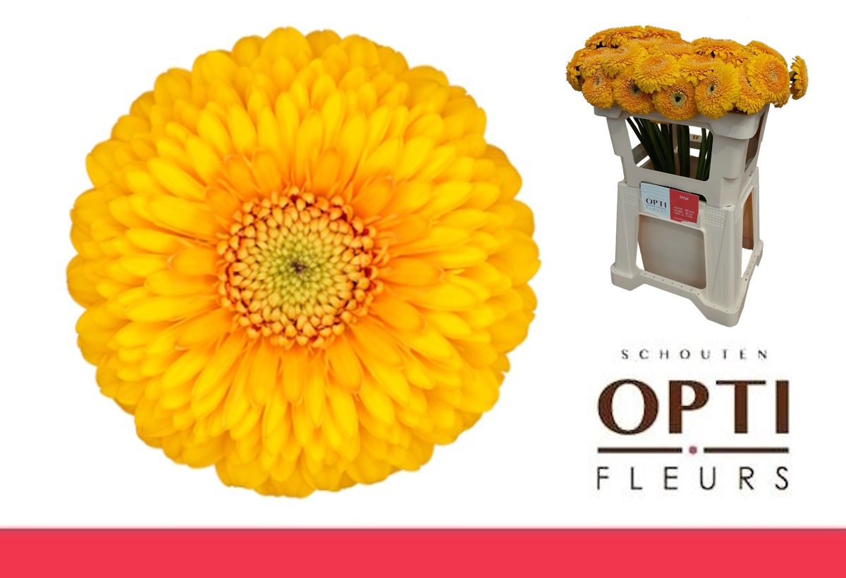 Гермини Помпон Ханидью, шт.