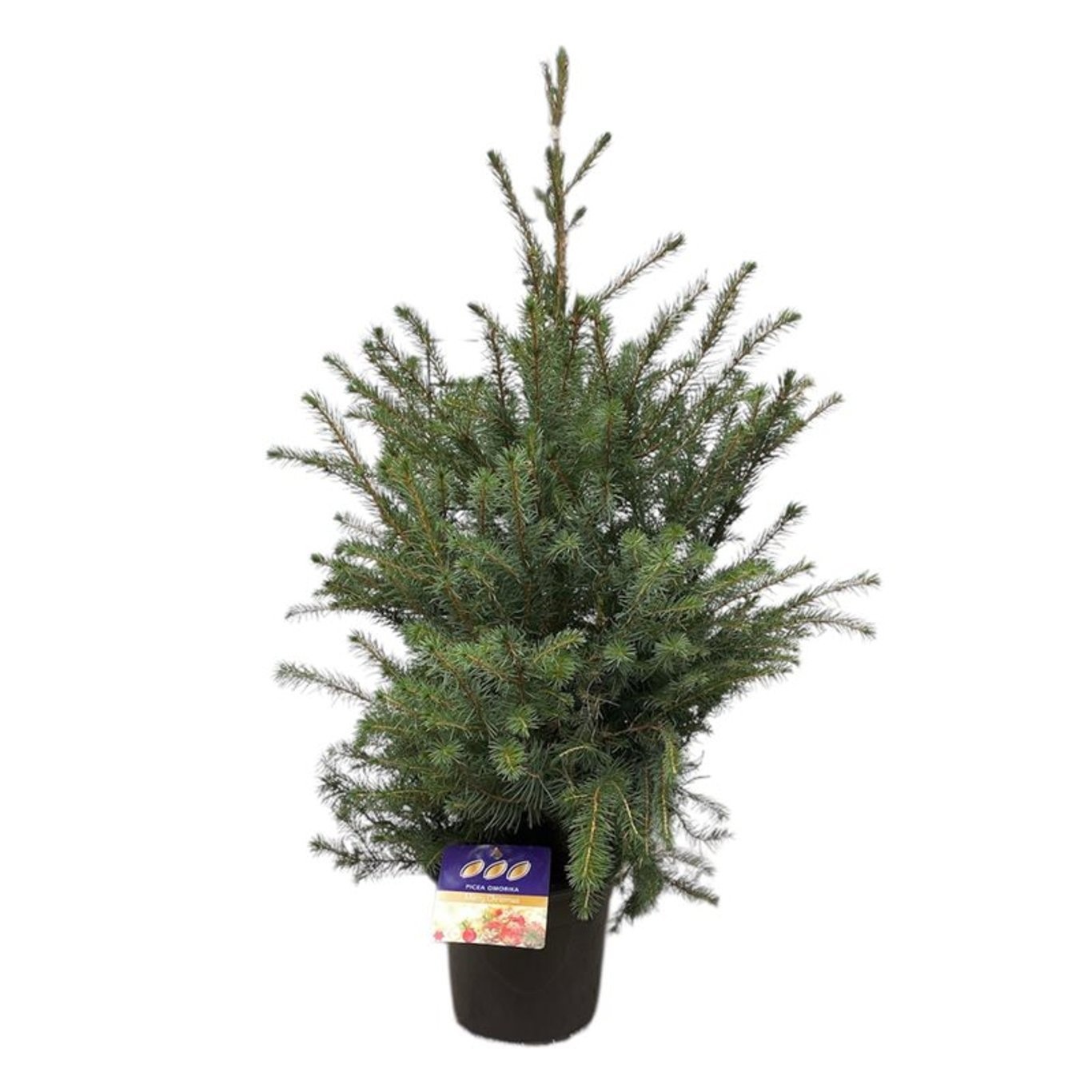 Picea omorika 60-80 cm (80-100) c4/p21, D 21 cm