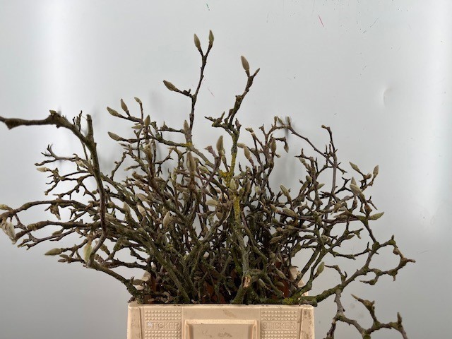 Магнолия Грандифлора 60, шт.