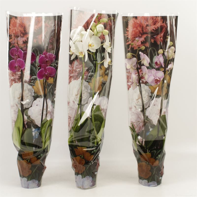 Phalaenopsis gemengd 2 tak gemengd in Boudoir hoes, D 12