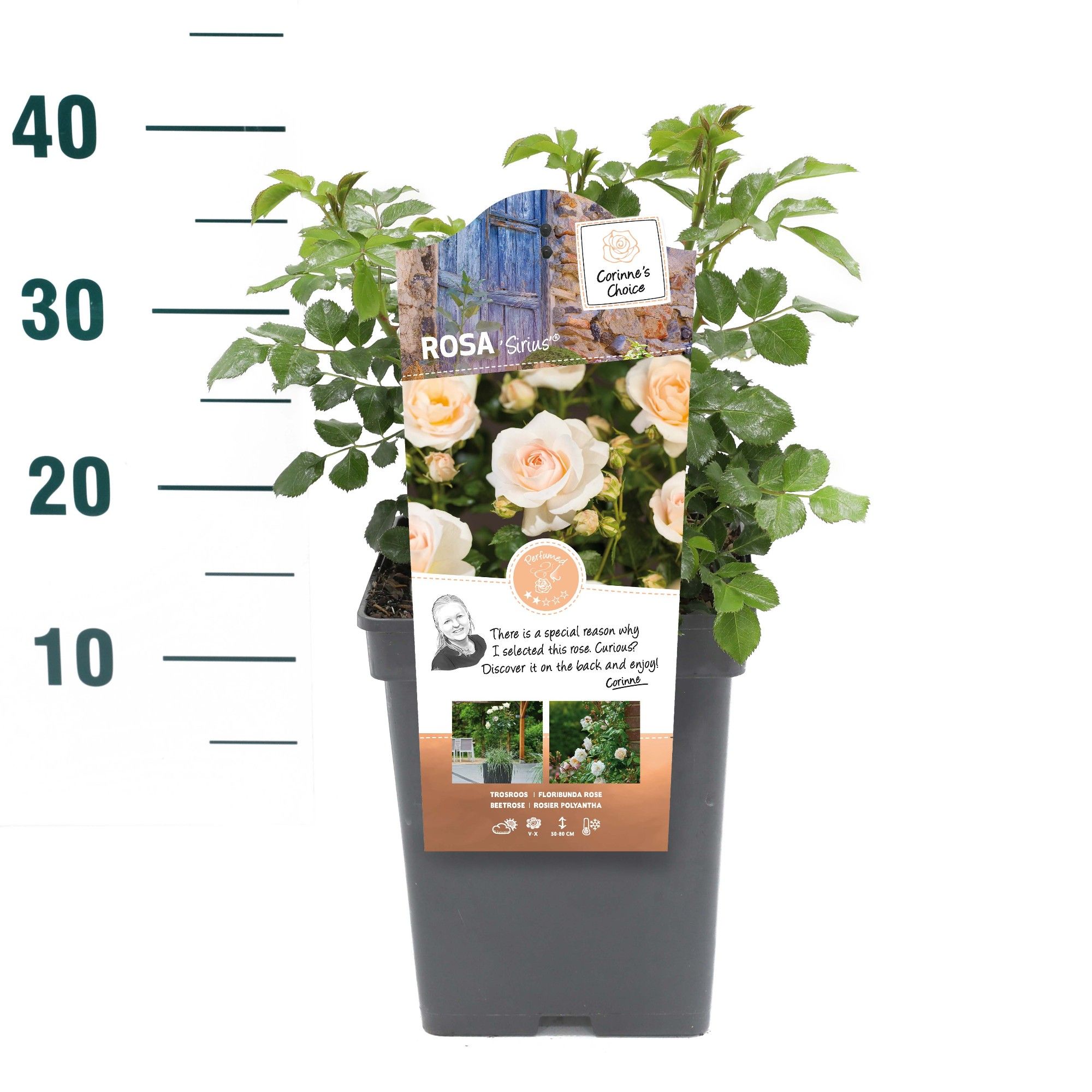 Rosa 'Sirius' - Struik - VP5 - Categorie 3, D 23 cm